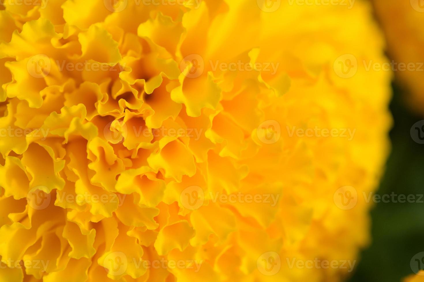 Orange Marigolds flower fields photo