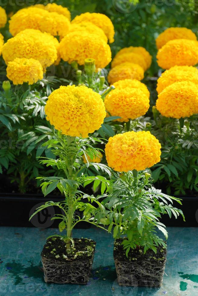 caléndulas de color amarillo, tagetes erecta, caléndula mexicana foto