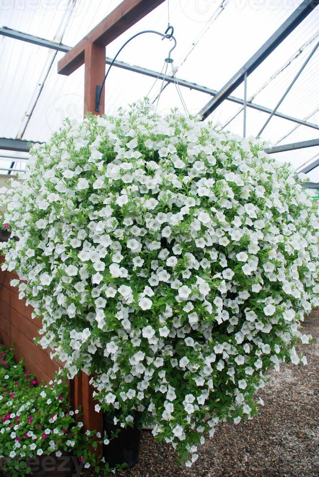 petunia, petunias en la bandeja,petunia en la olla foto