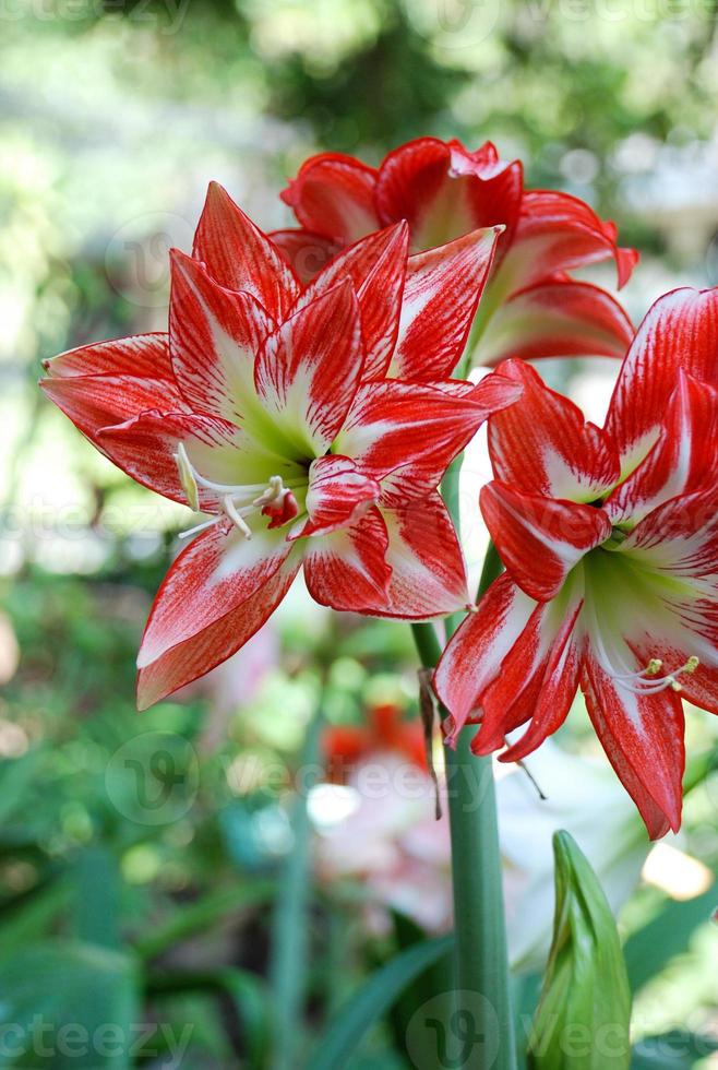 flor de amarylis, plena floración en un jardín botánico tropical. hippeastrum amarilis foto