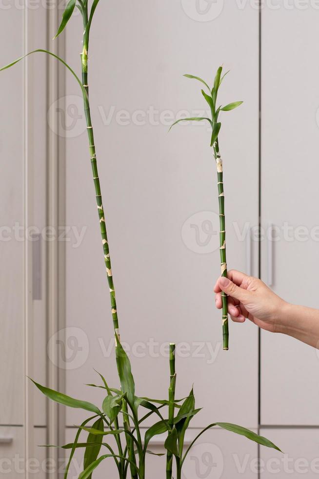 Hand holding cutting of Dracaena sanderiana stem photo