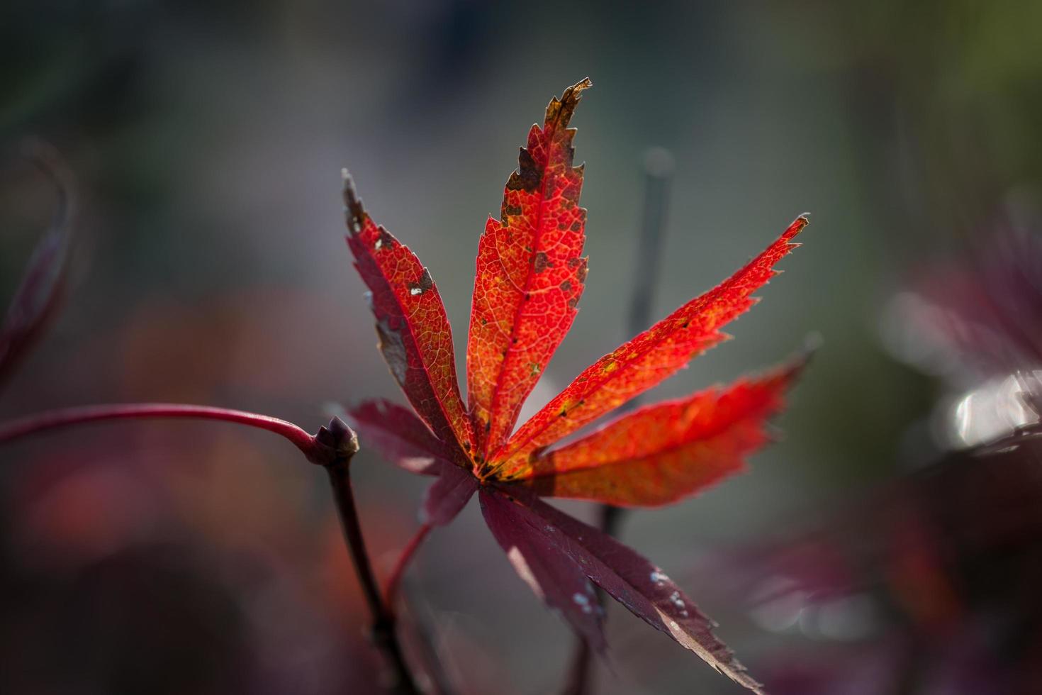 Close-up of Japanese red maple. photo