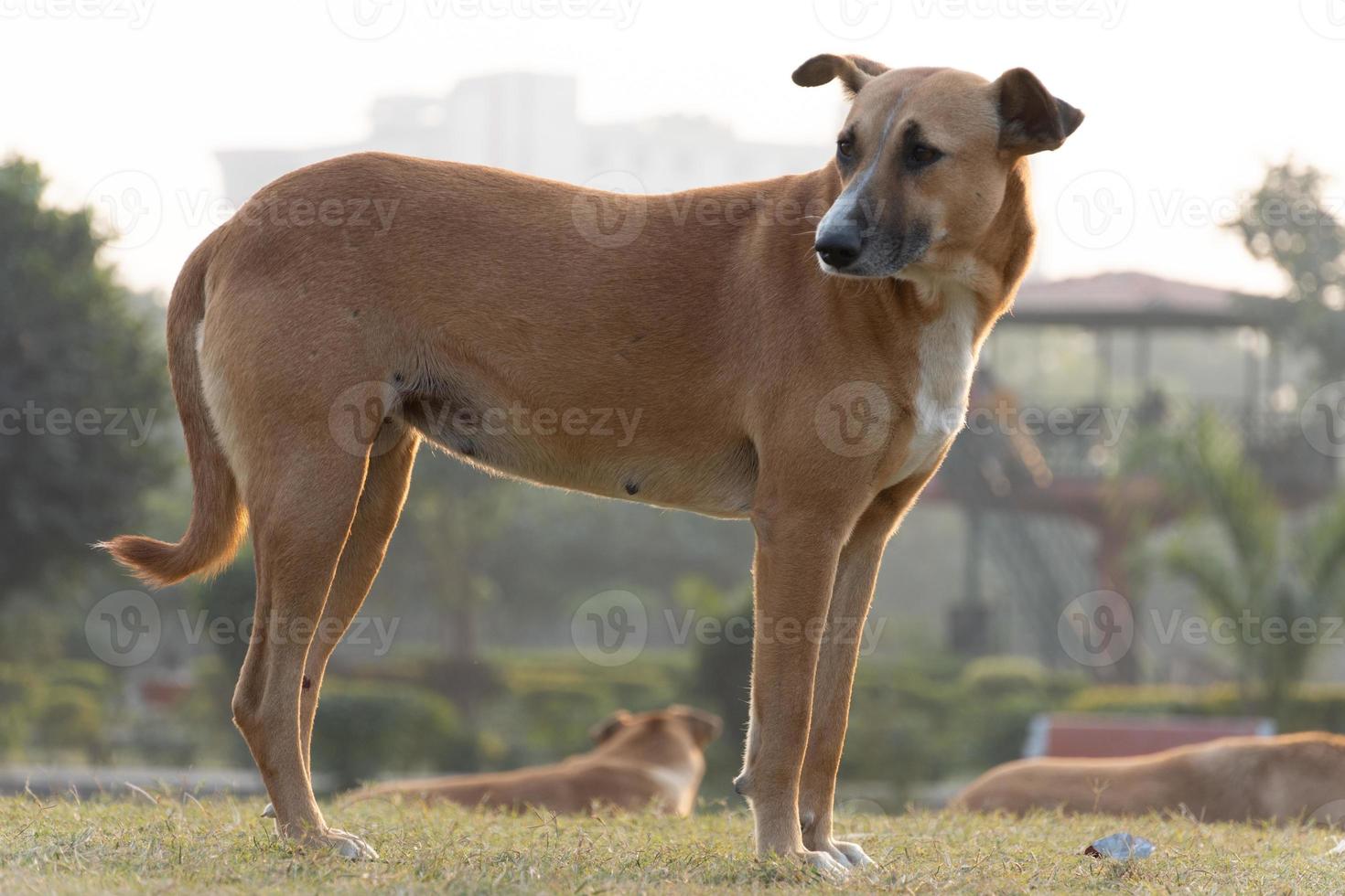 Alone dog image in park photo