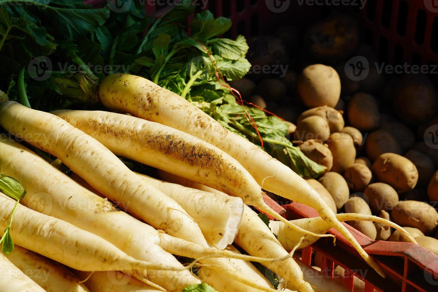 icicle radish vegetable image hd photo
