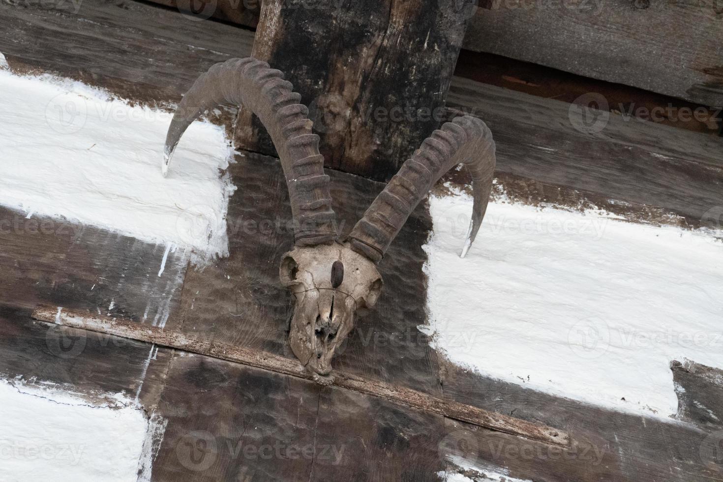 cuerno animal y cráneo de animal muerto imagen hd foto