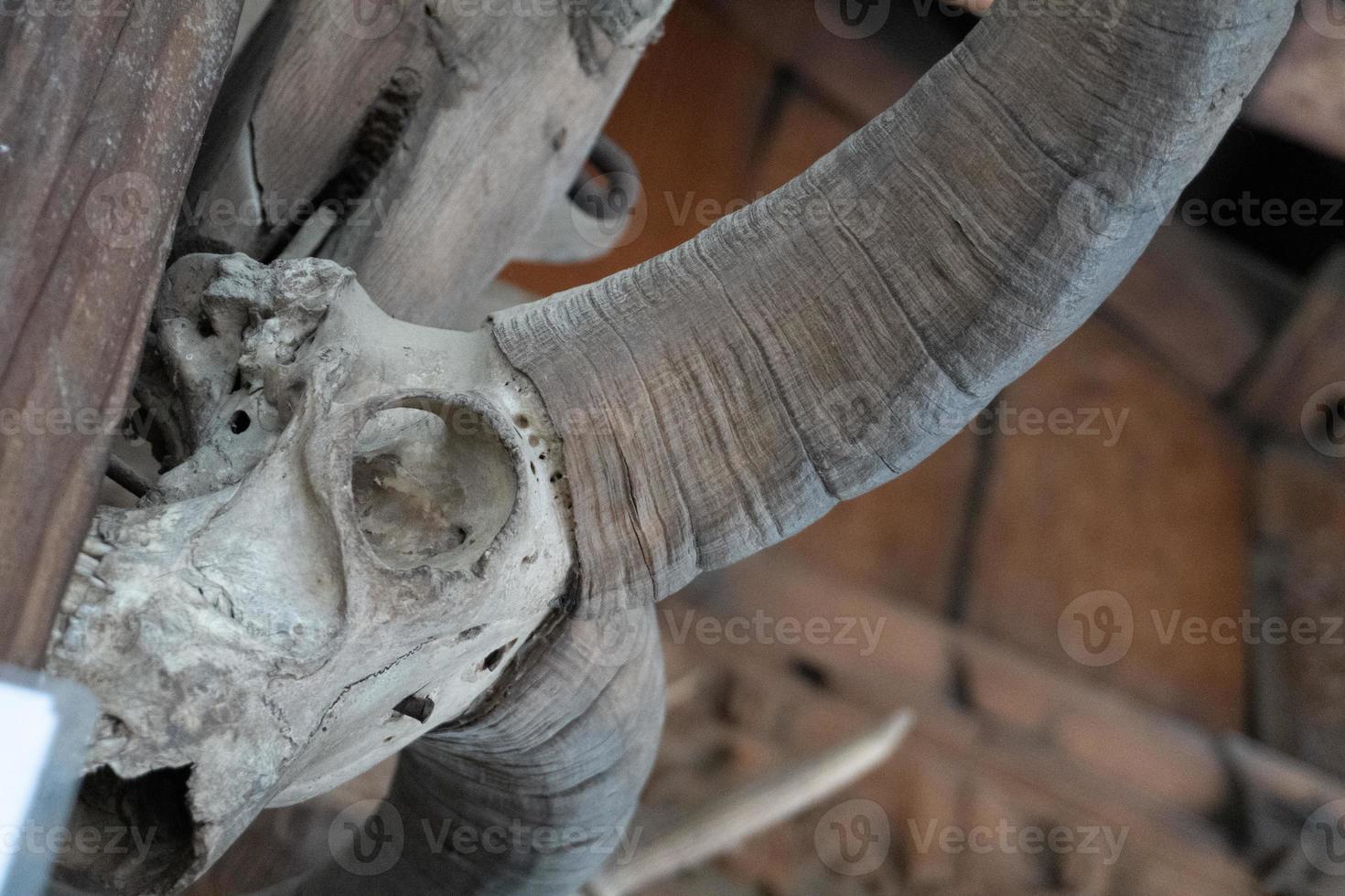 animal horn and skull of dead animal hd image photo