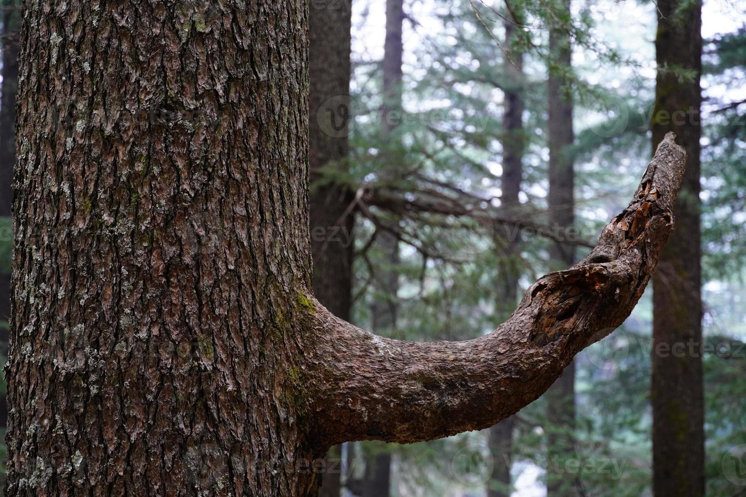 árbol cerrar imagen arriba verde bg foto