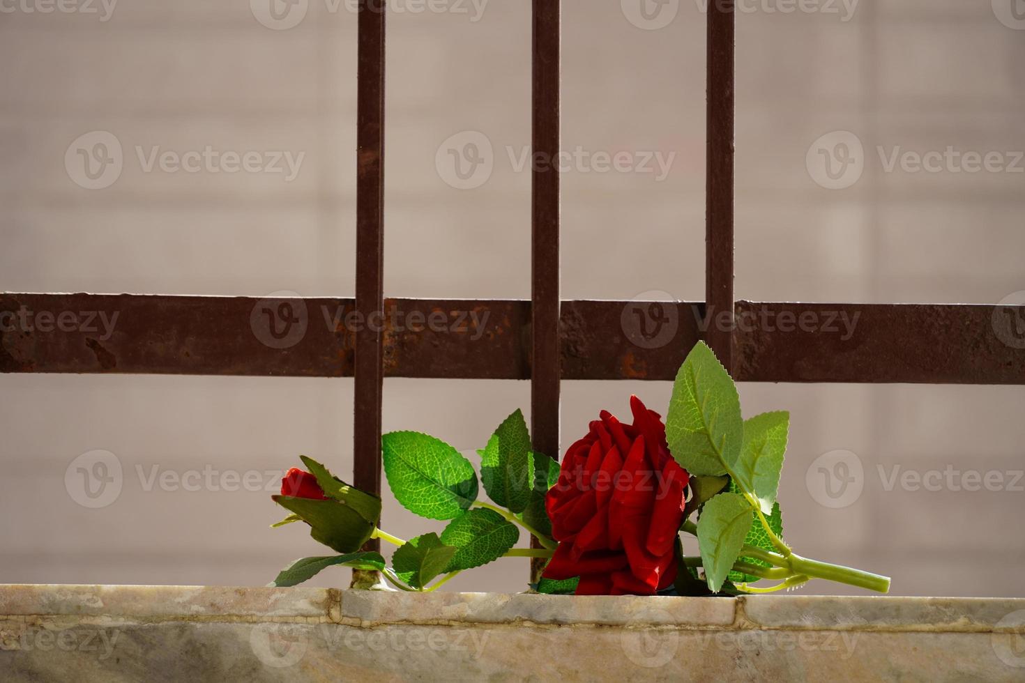 rose for girlfriend at her home photo