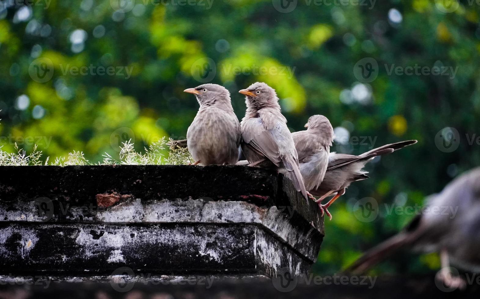 cute birds on tree at outdoor shoot photo