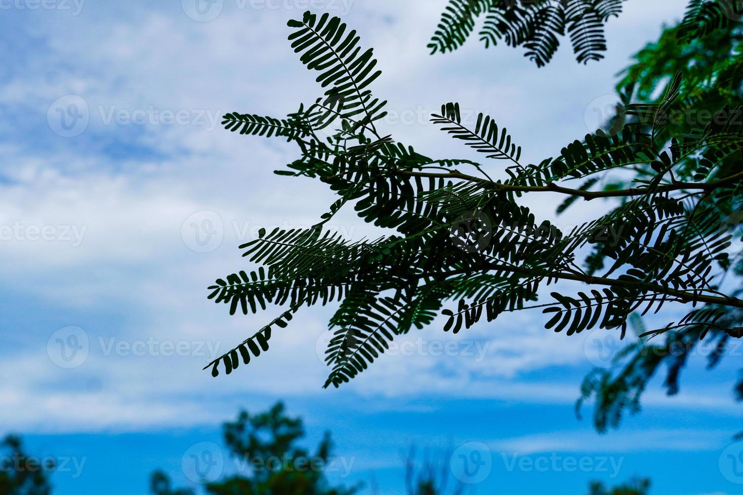 sky and leaf beautiful weather photo