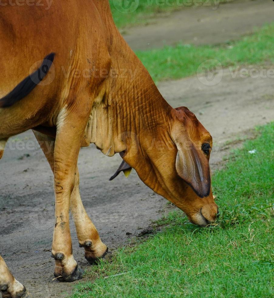 imagen de vaca india que tiene hambre foto