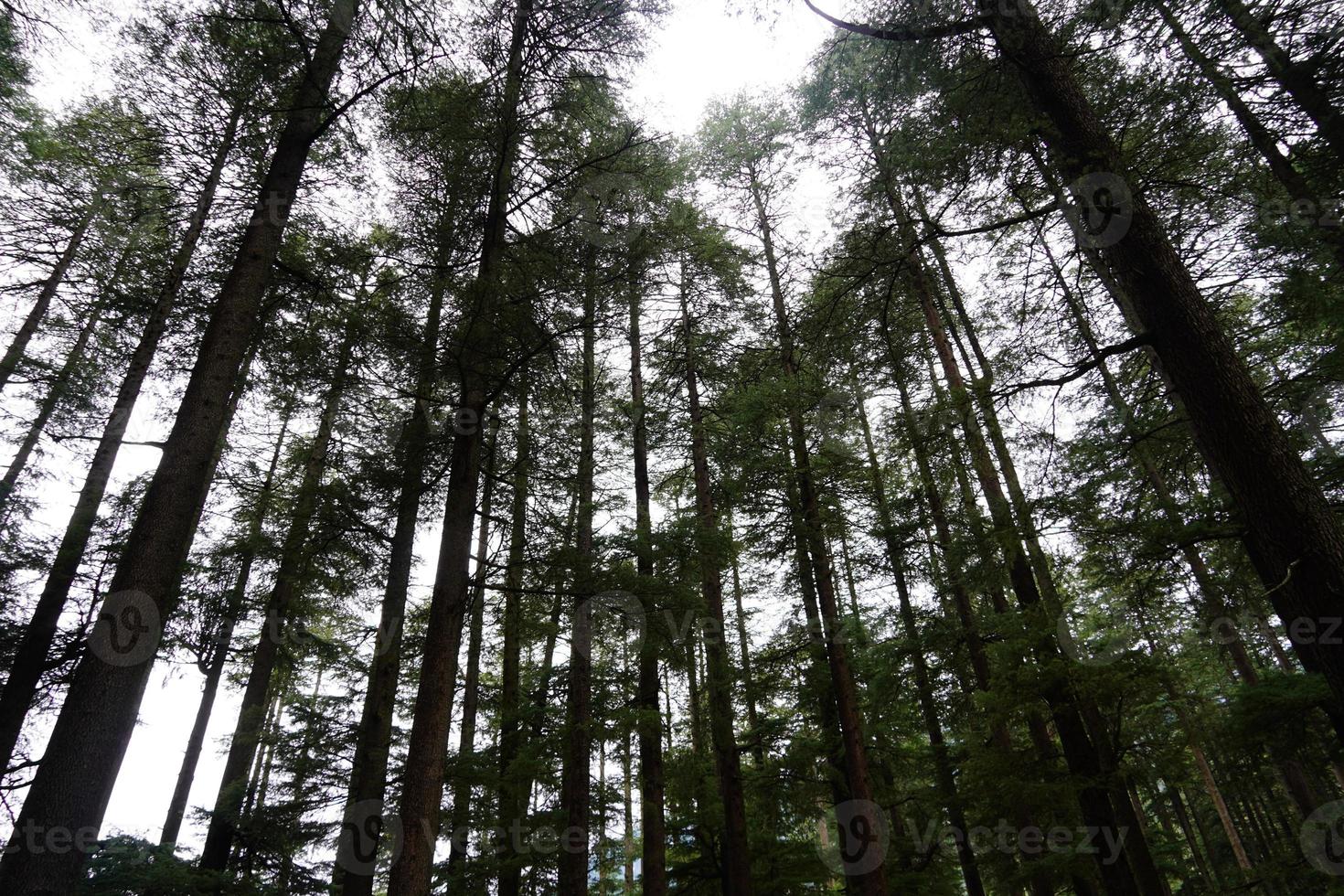 Beautiful landscape image with big huge trees photo