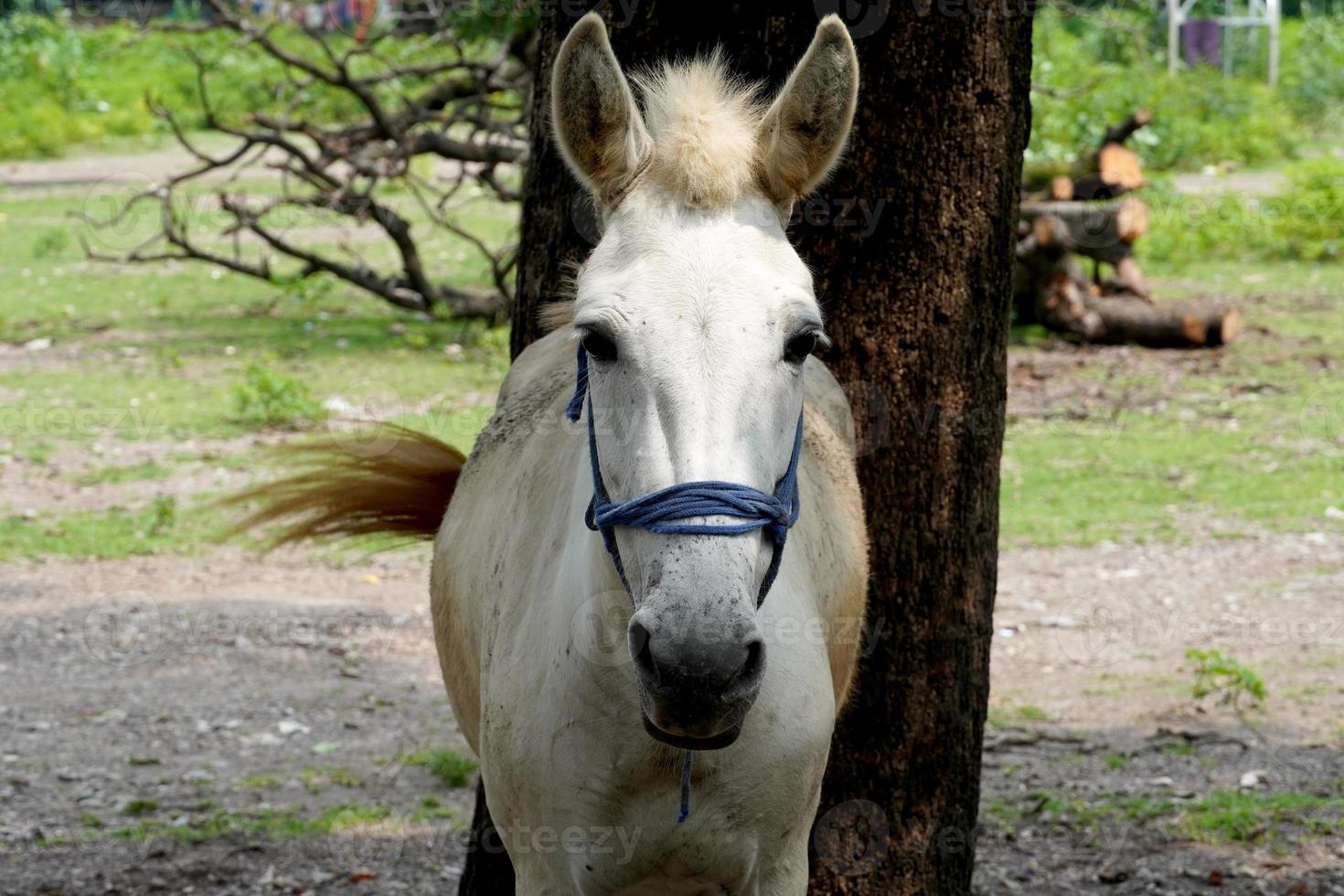 donkey image in a forest photo