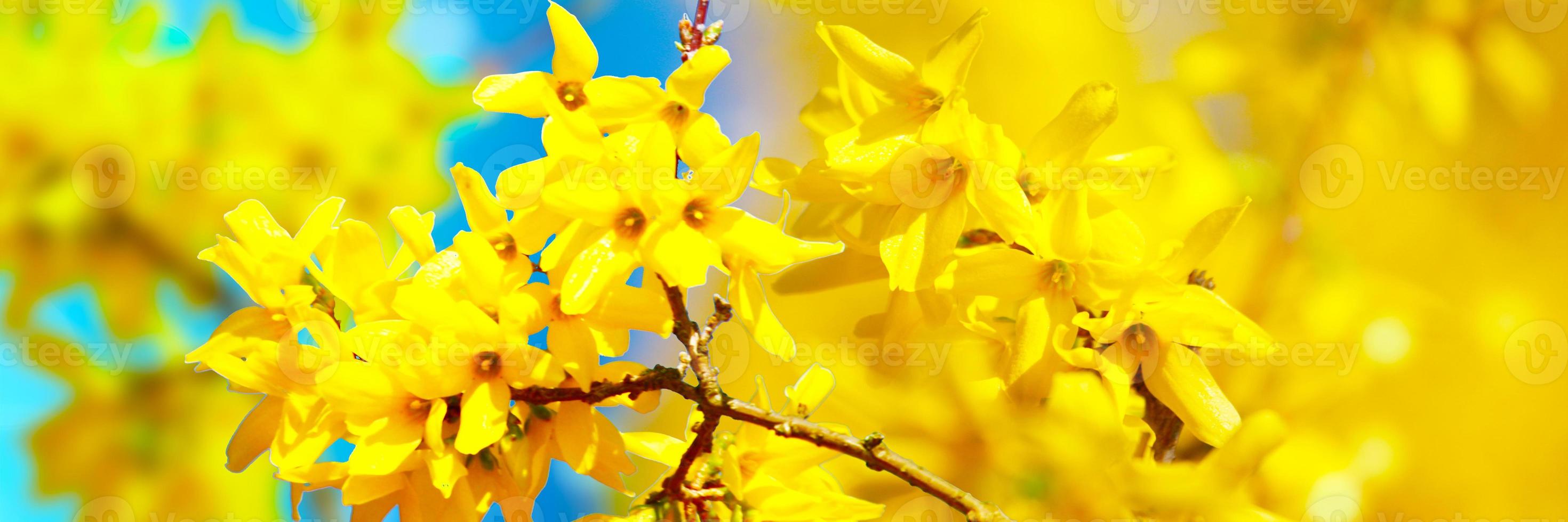 hermosa rama de árbol floreciente en primavera. foto