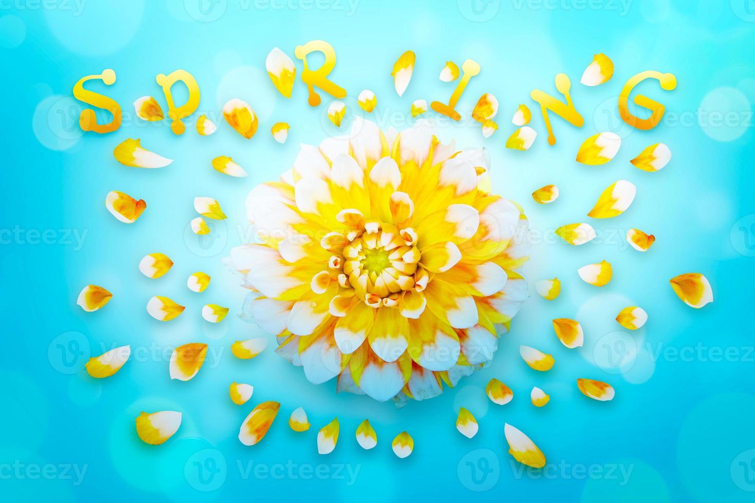 Flowers and herbs with word spring. Creative floral composition. photo