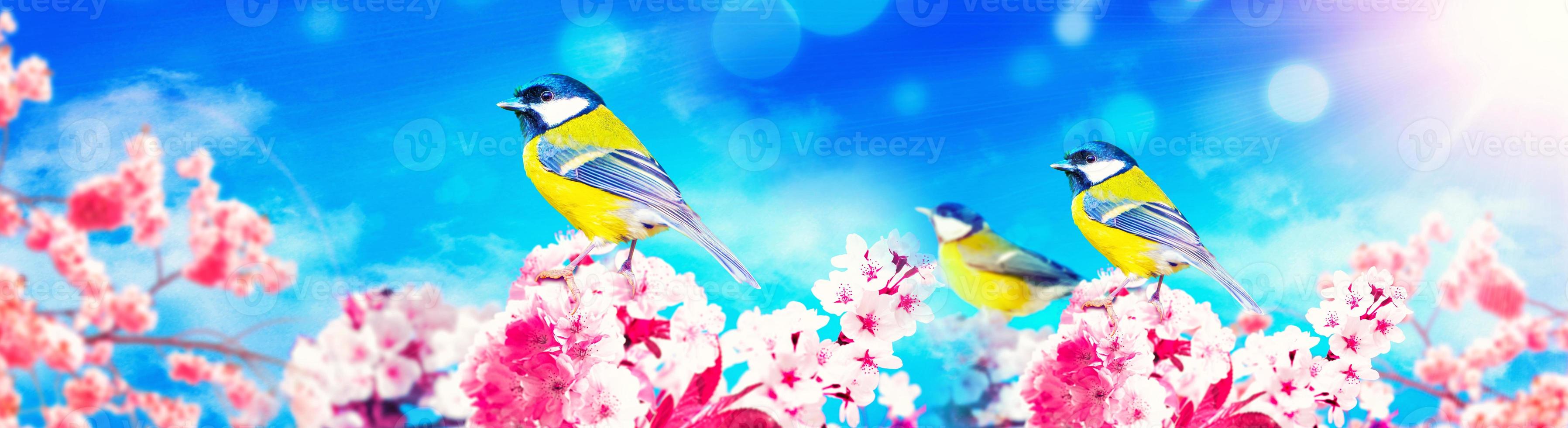 Great tit sitting on a tree branch in spring weather photo