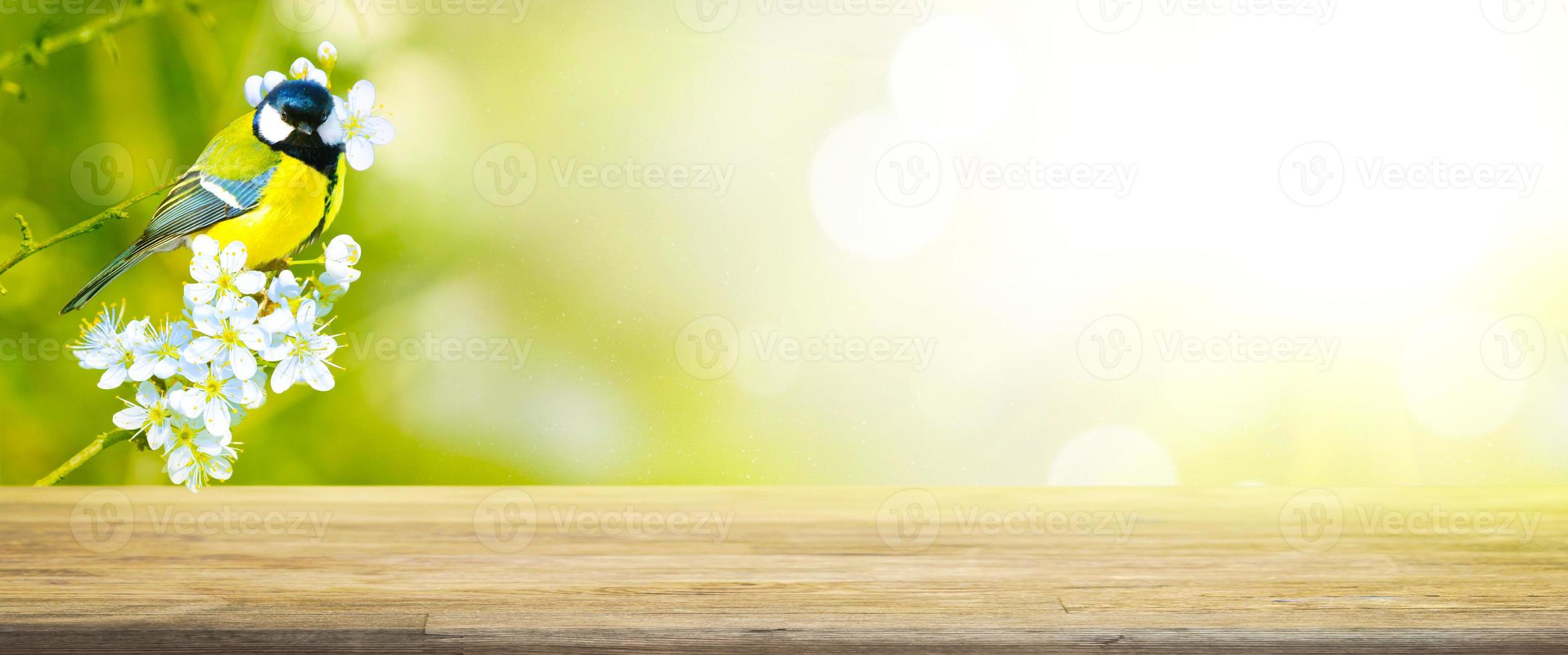 Great tit sitting on a tree branch in spring weather photo