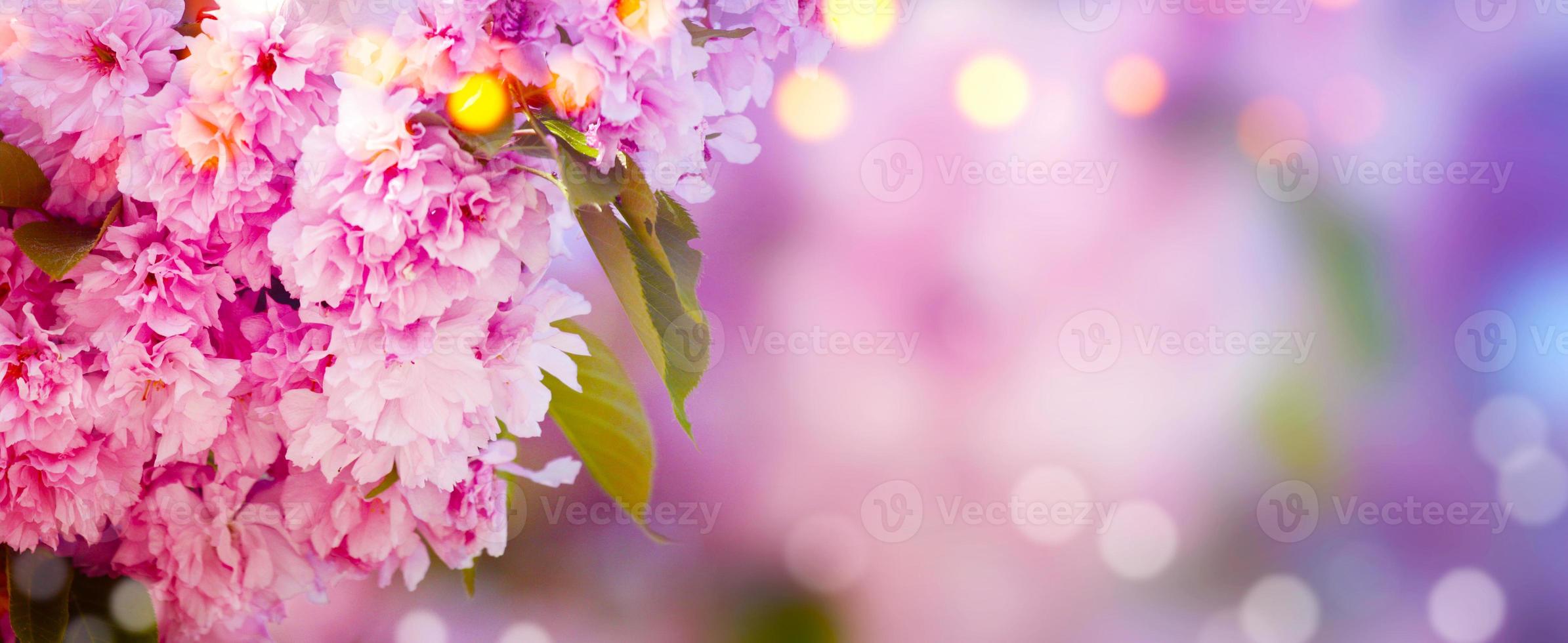 Beautiful branch of blossoming tree in spring. photo