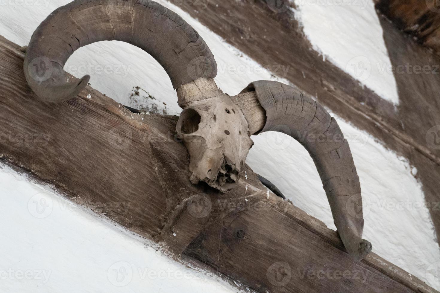 animal horn and skull of dead animal hd image photo