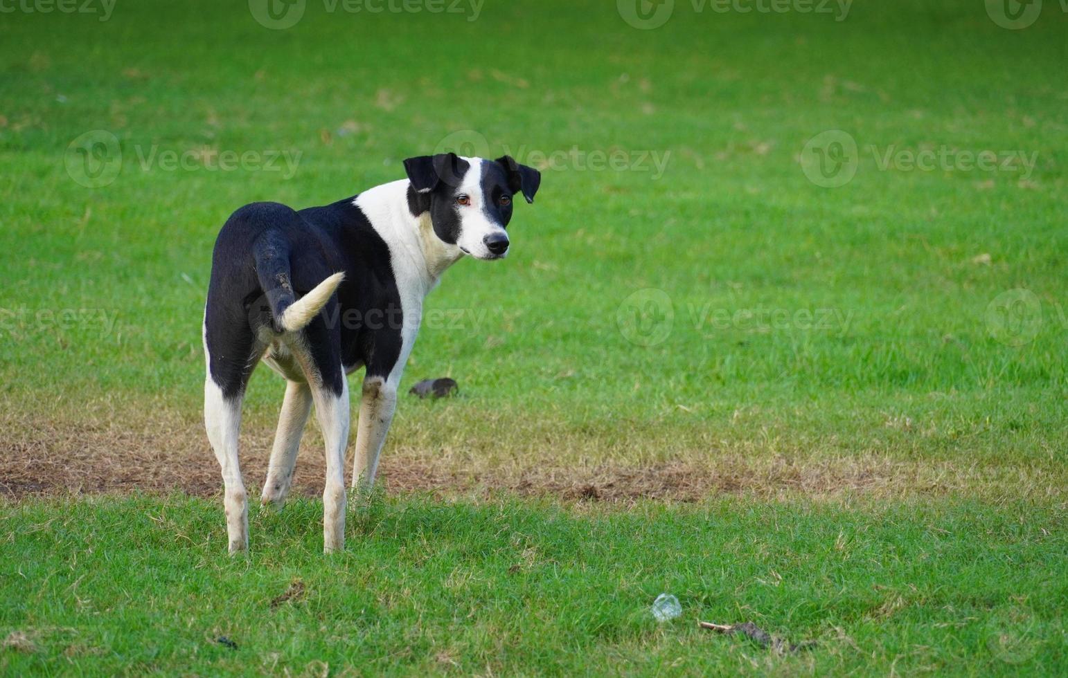 imagen de un pobre perro indio foto