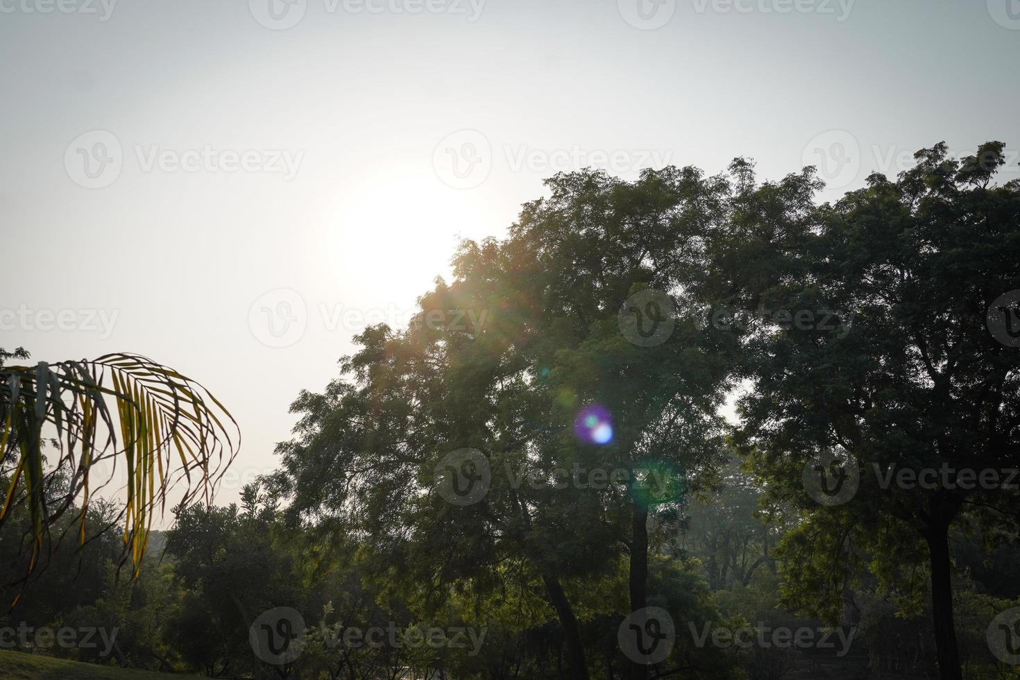 Beautiful tree in park image photo