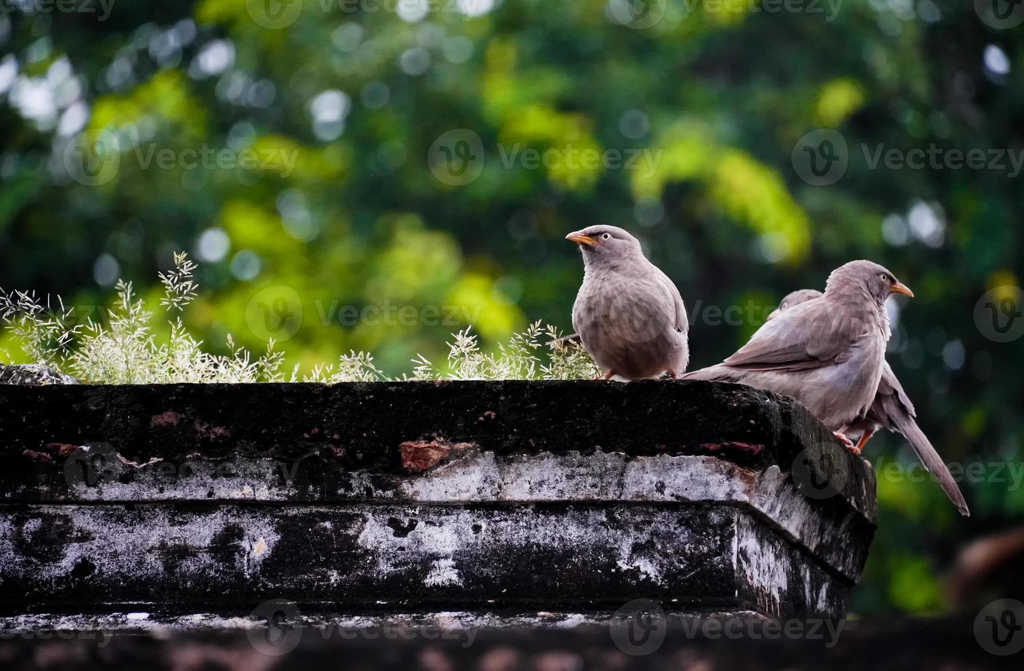 cute birds on tree at outdoor shoot photo