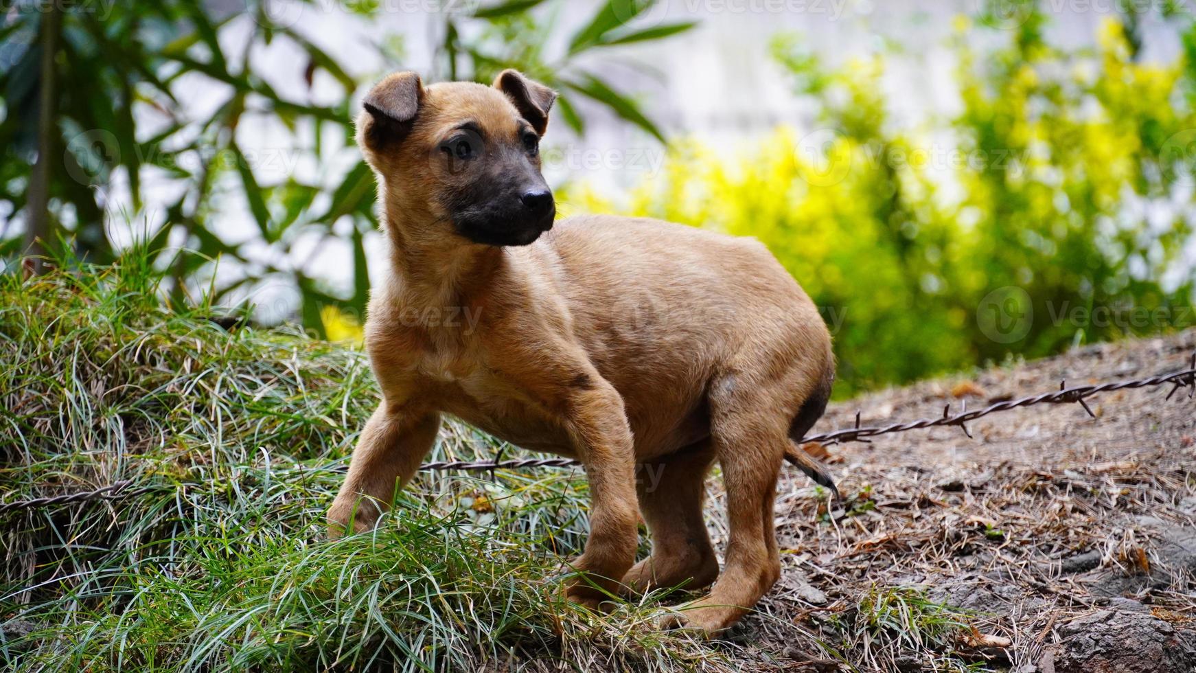 un perro mirando algo perro hambriento foto