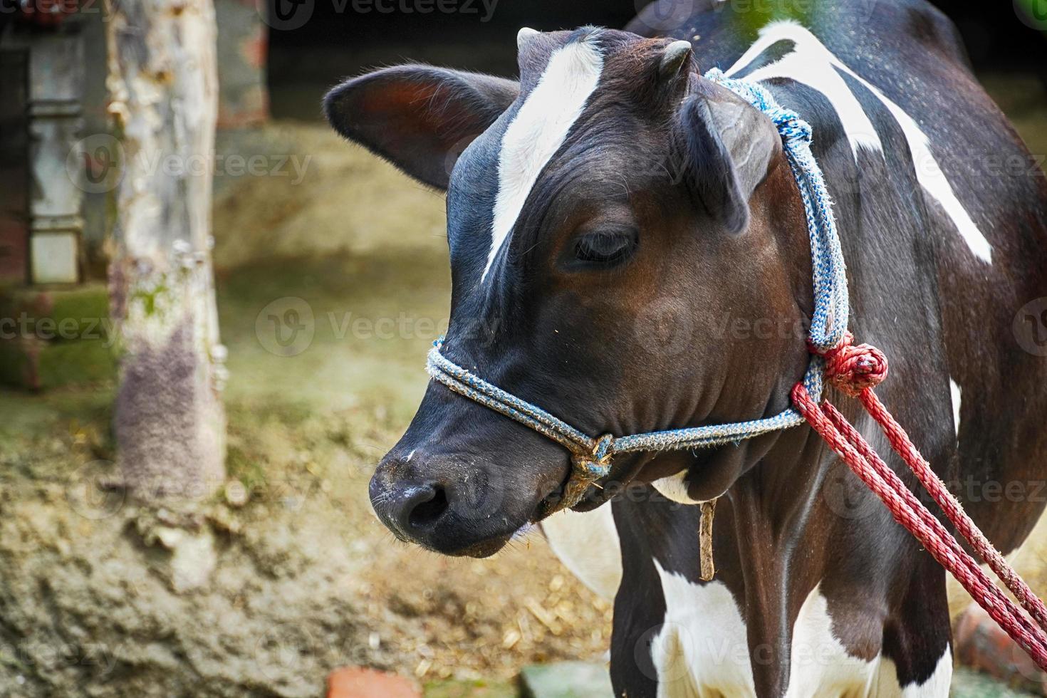 The cow is a pet animal photo