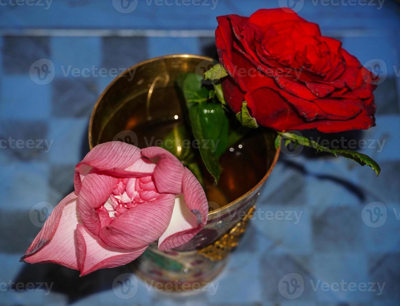lotus and rose image HD photo