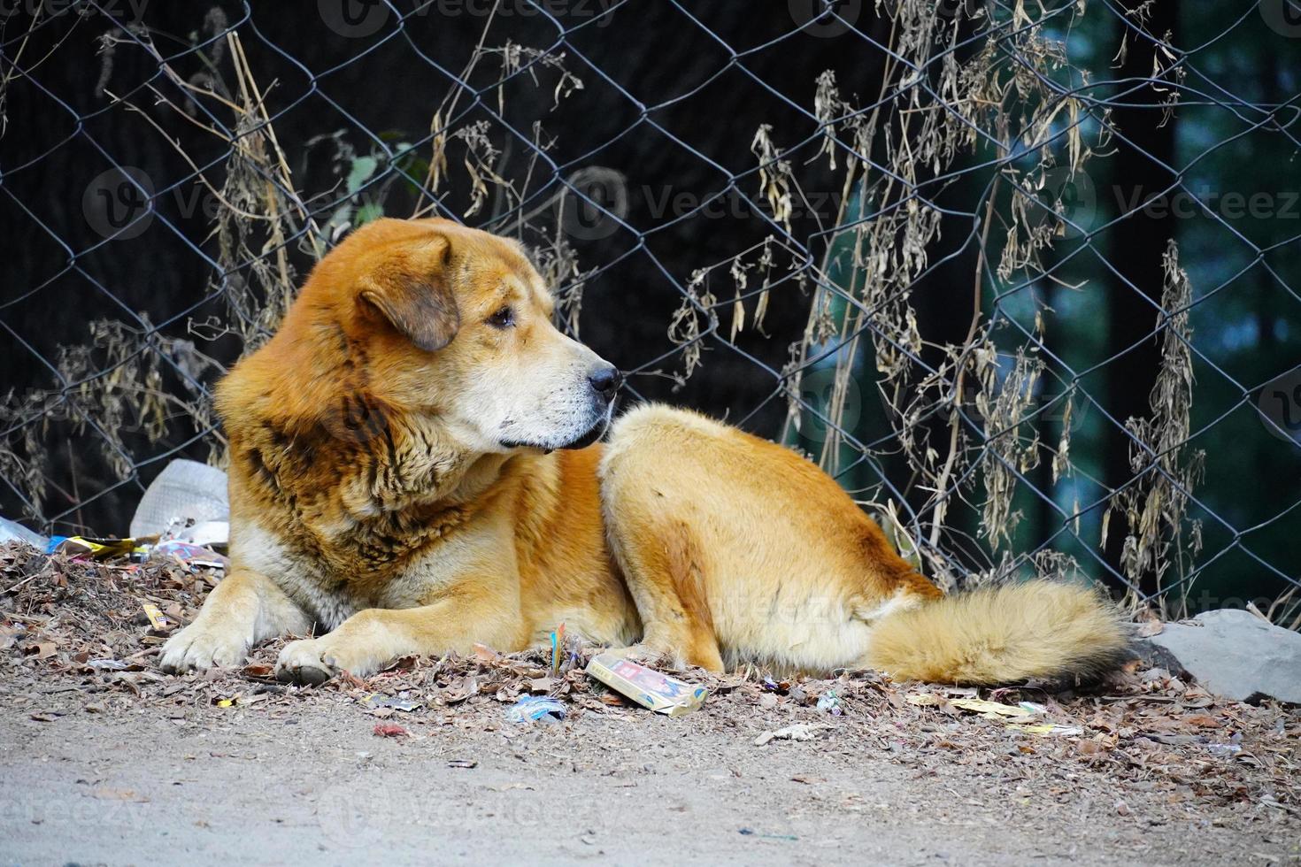 Imágenes de indian street dog foto