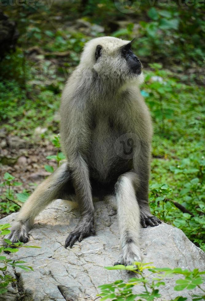 ape image in forest with mountains photo