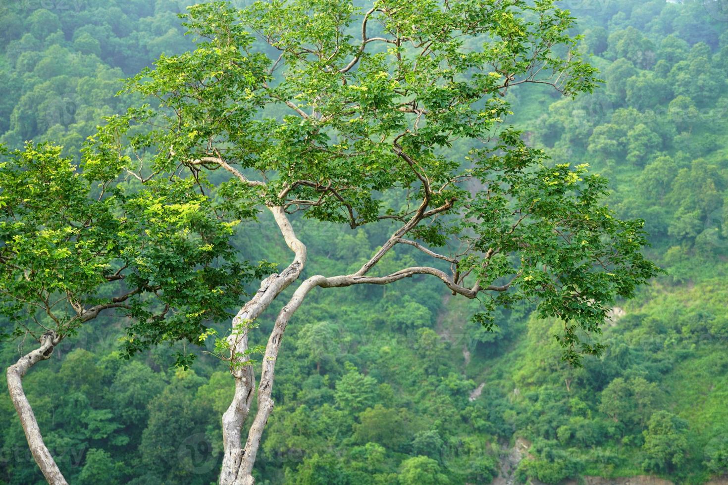 Deep trench focused tree image view from sky image photo
