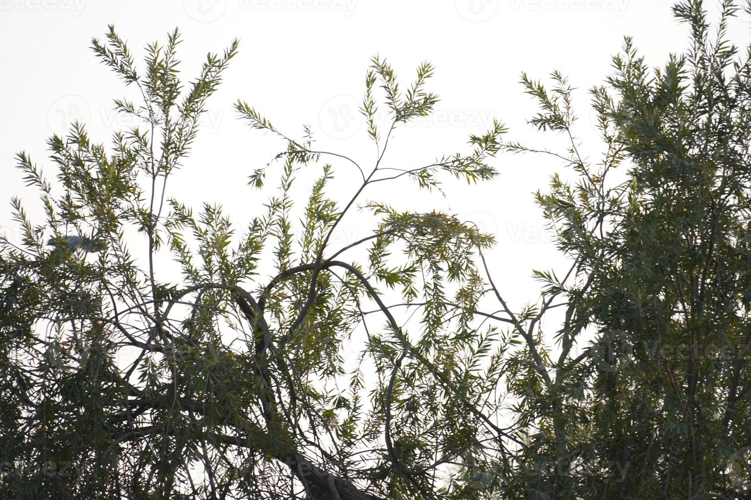 Image of a forest high definition image photo