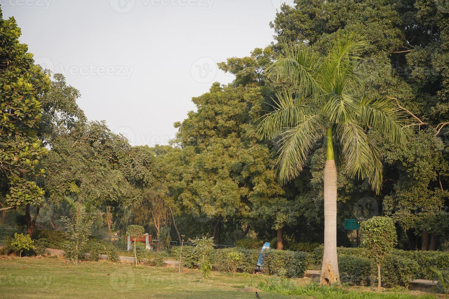 beautiful tree in park HD photo
