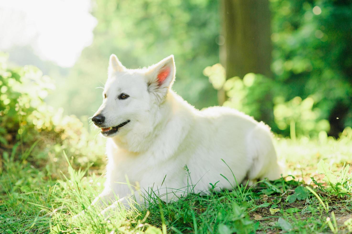 White Swiss shepherd on walk photo