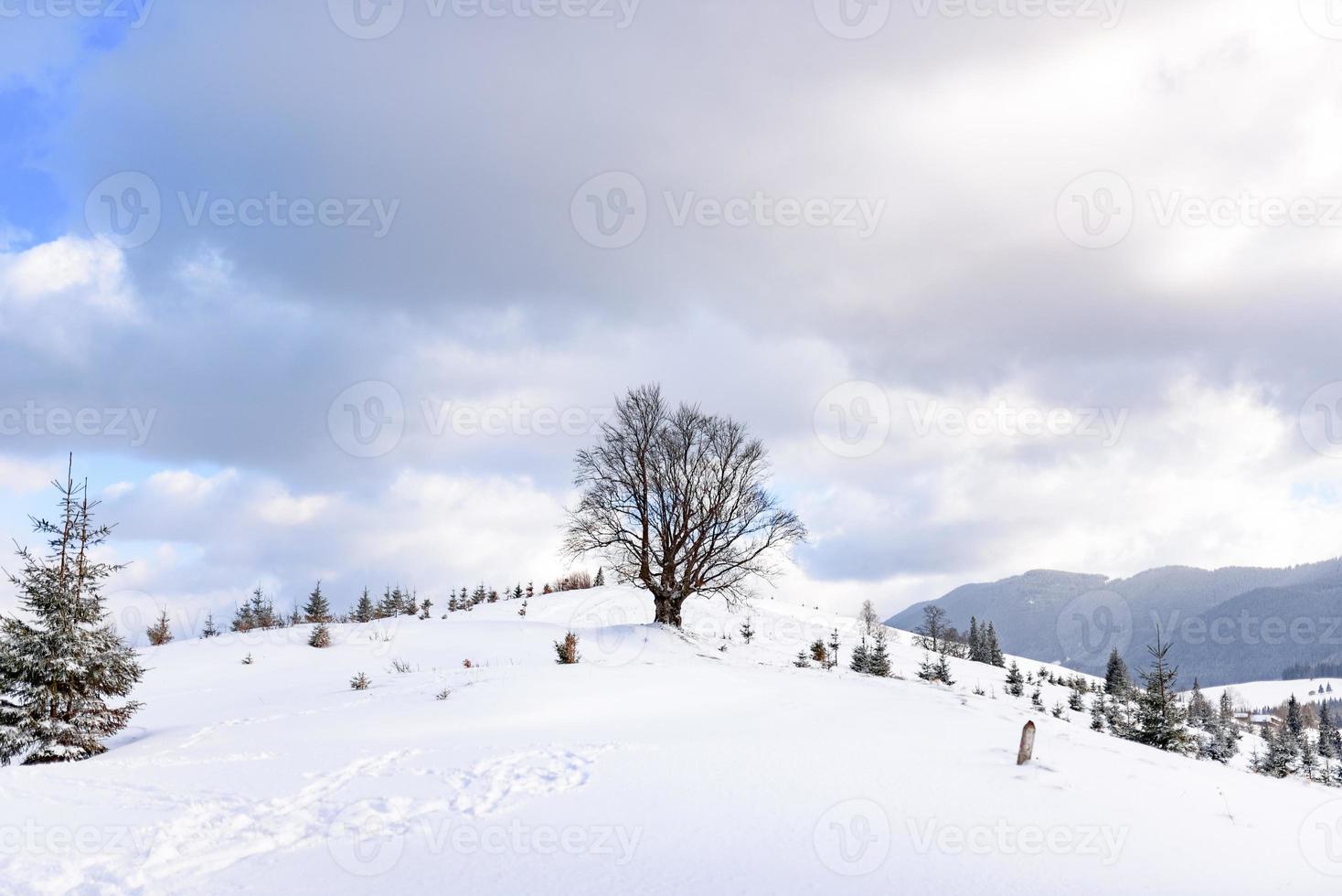 bosque de montaña de abetos cubierto de nieve. foto