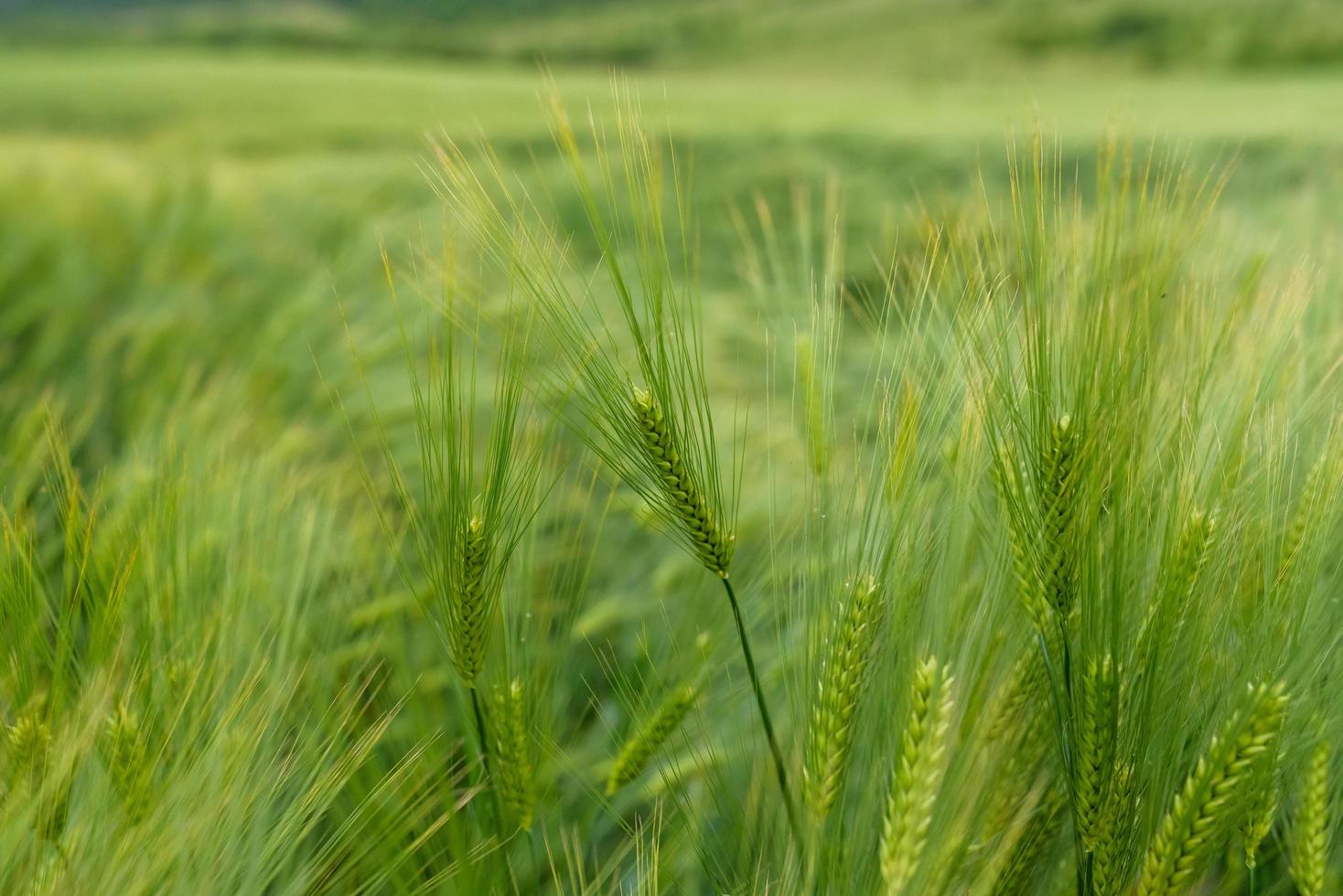 Green young wheat close-up. photo