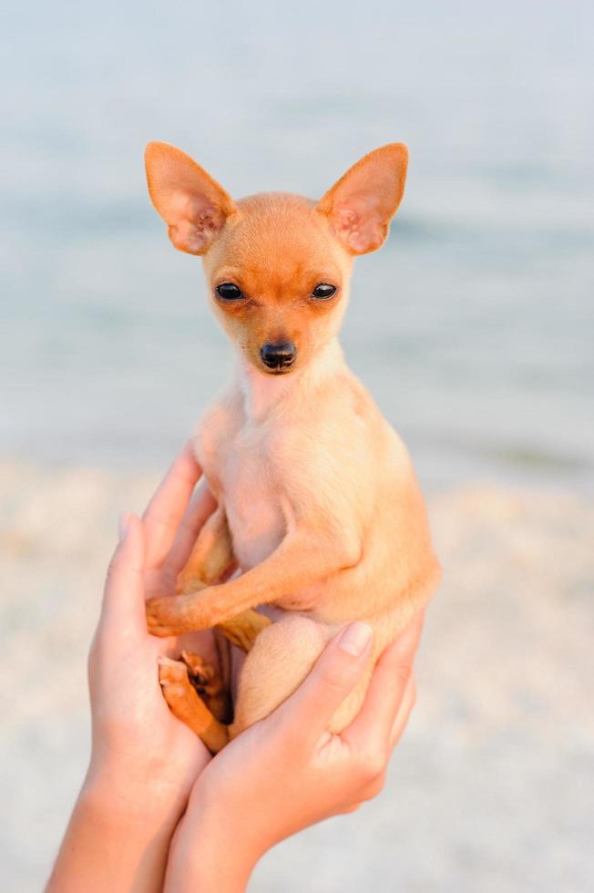 terrier resting on the sea photo