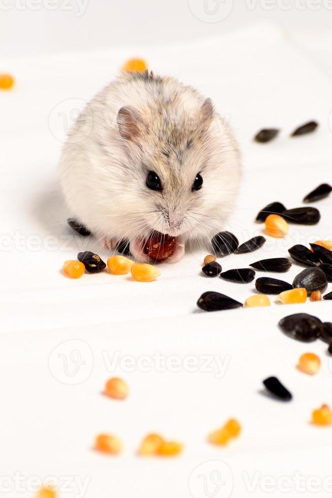 Jungar hamster on a white background photo