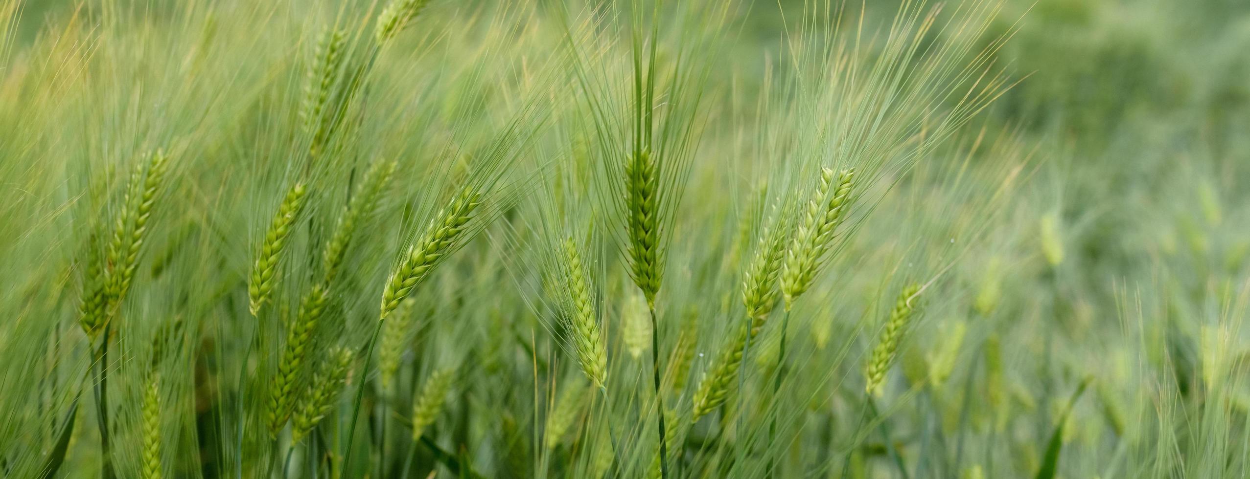 Green young wheat close-up. photo