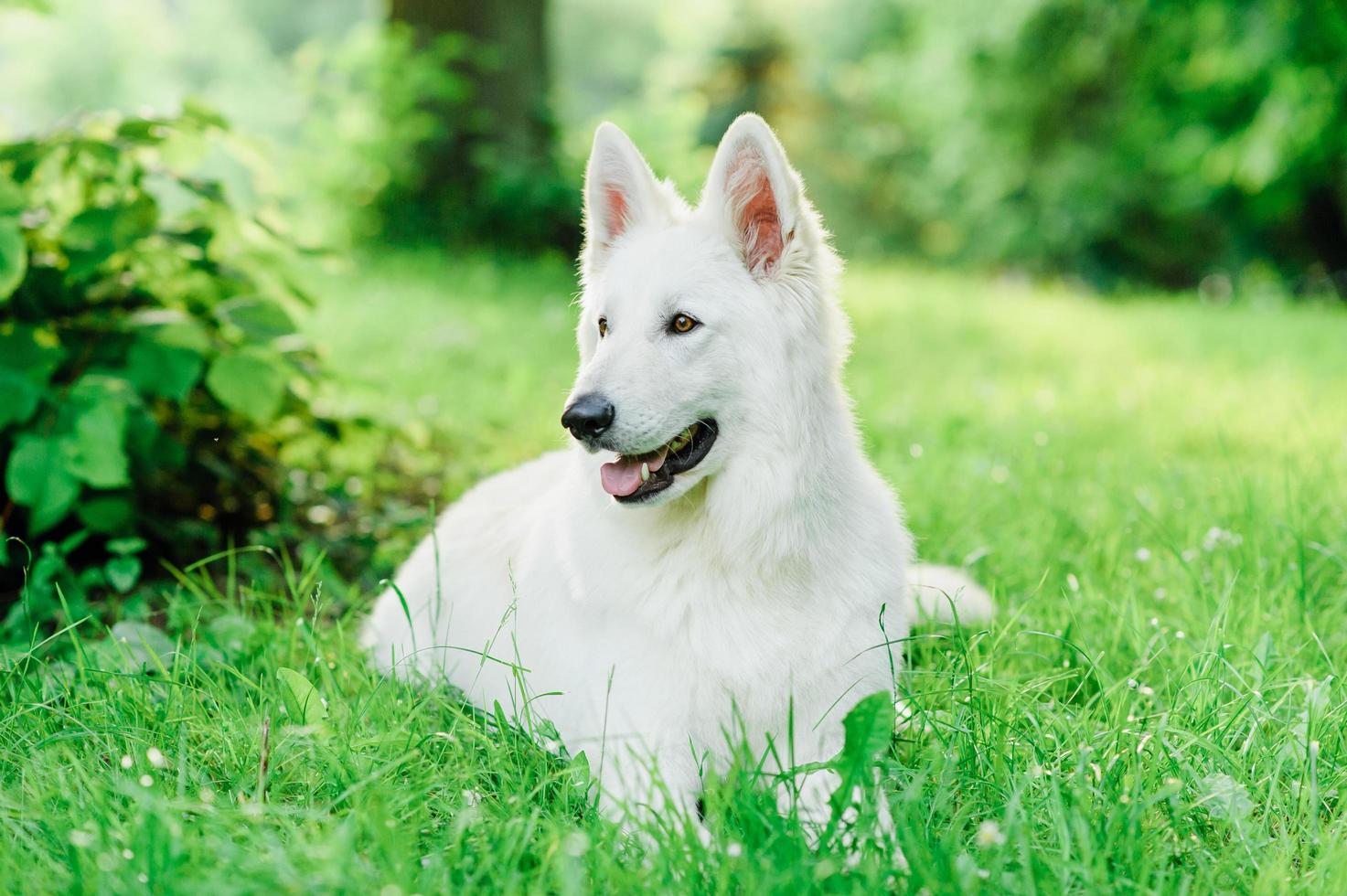 White Swiss shepherd on walk photo