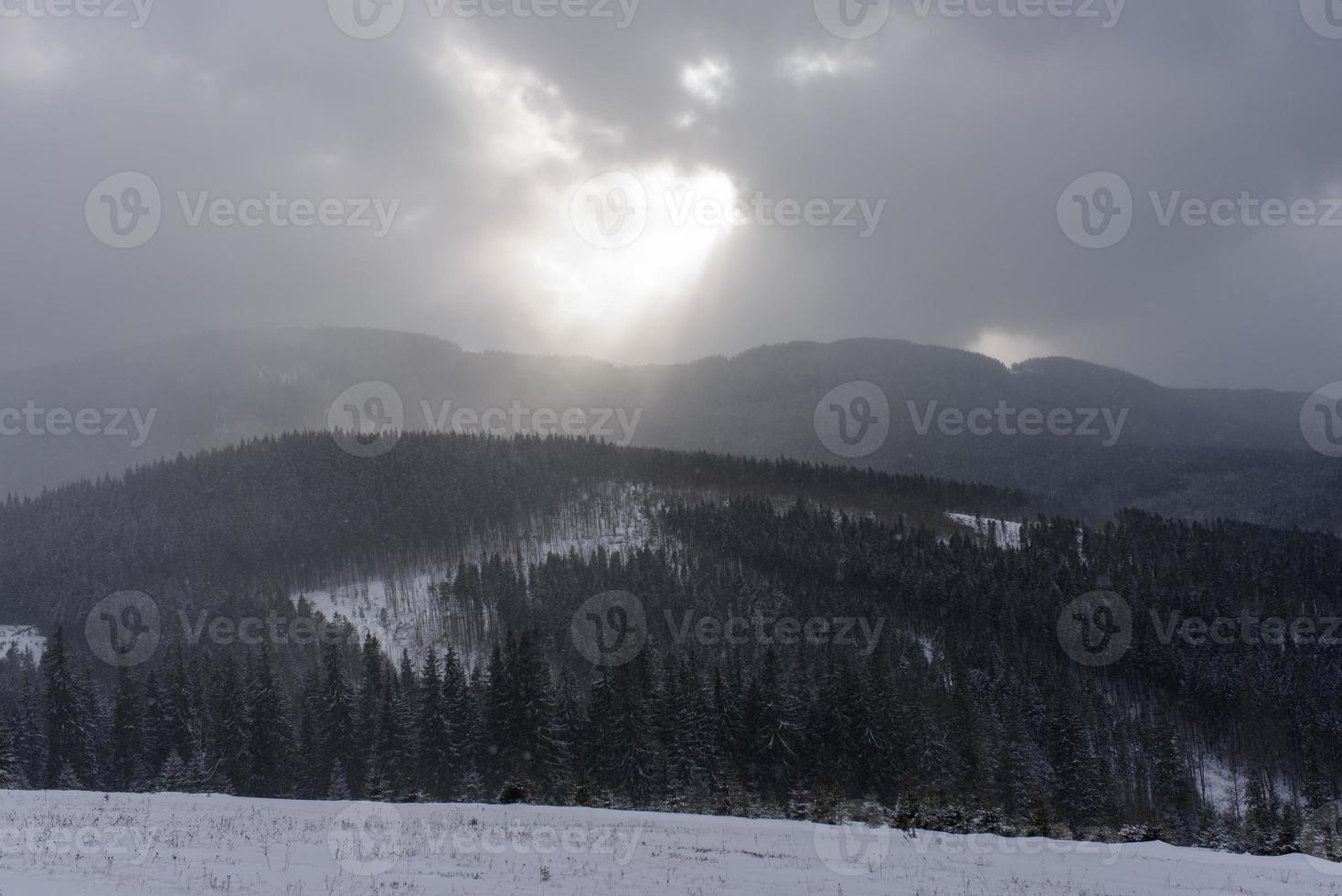 bosque de montaña de abetos cubierto de nieve. foto