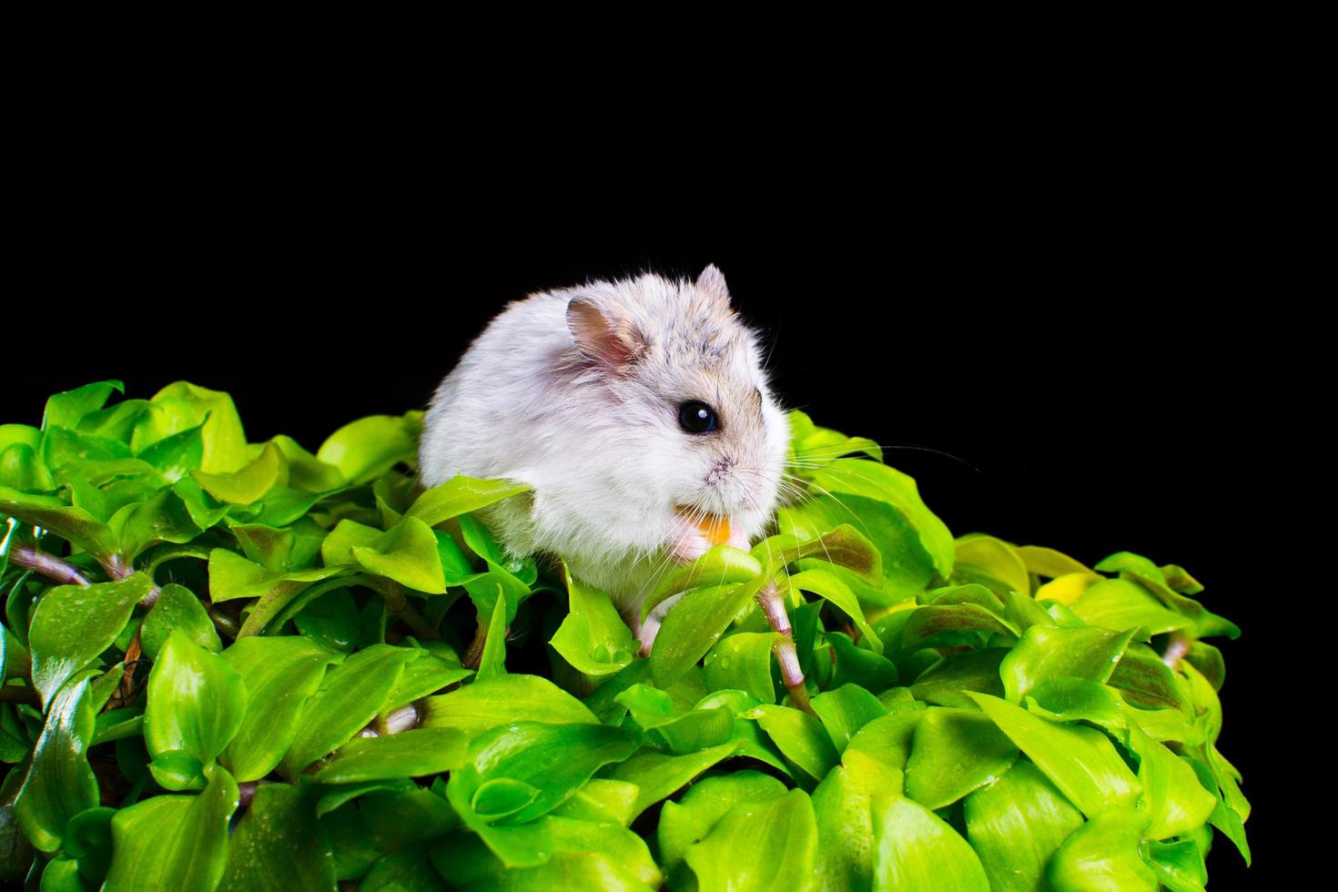 hámster sobre una flor verde en una olla sobre un fondo negro foto