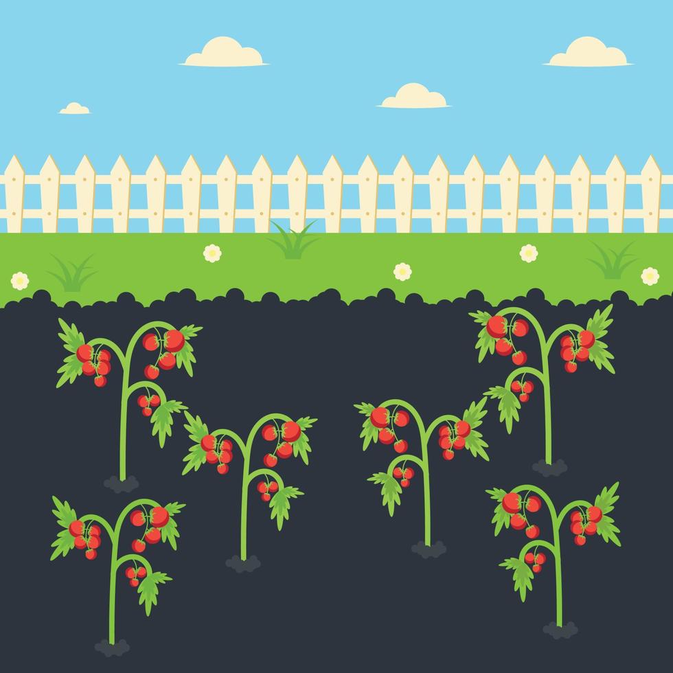 cosecha de tomates ilustración de agricultura orgánica vector
