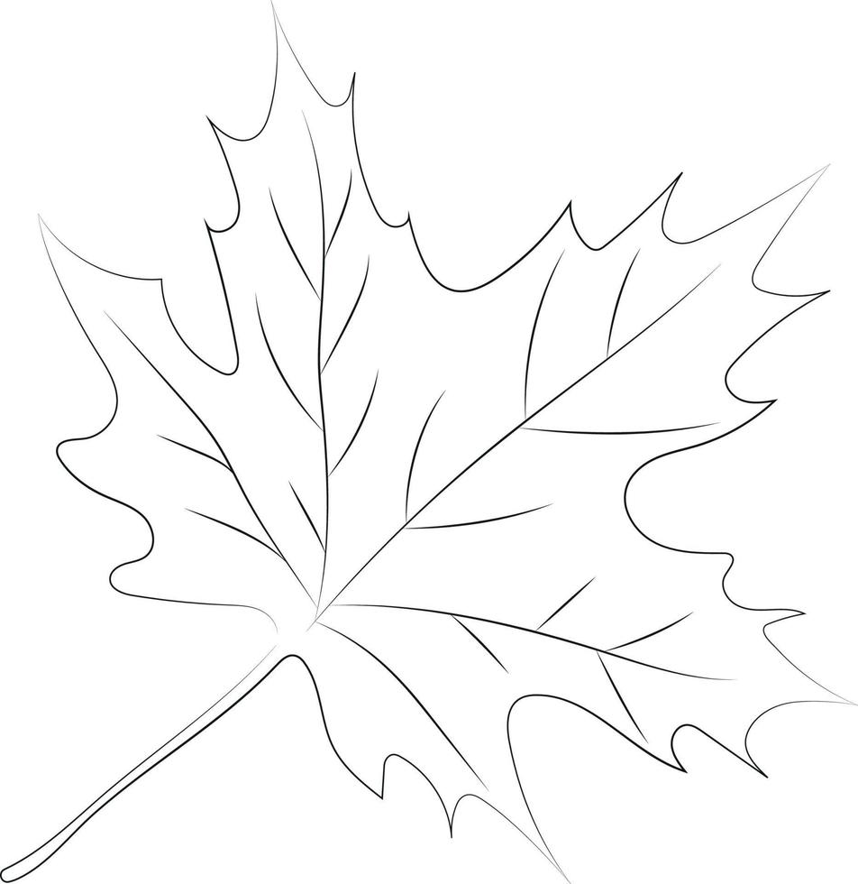 It is Decorative Element for Decorating Autumn Designs Maple Leaf in Linear Style vector