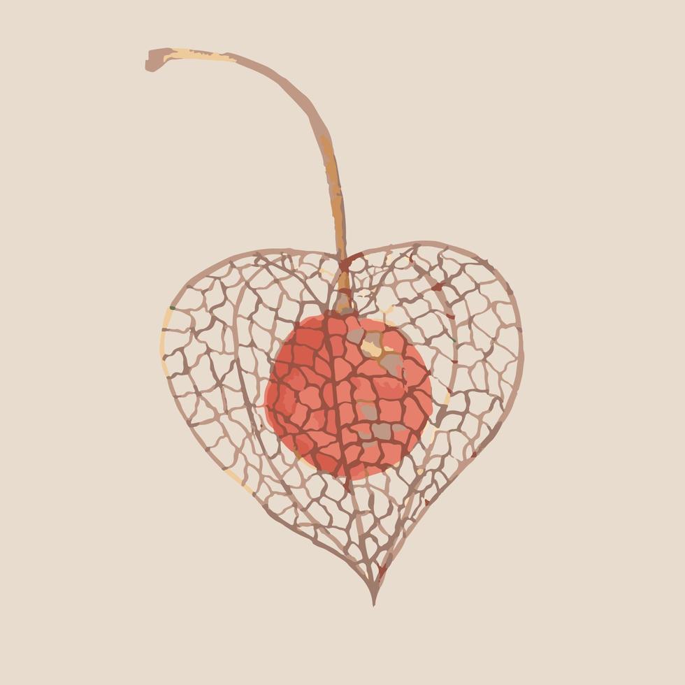 Decorative Element Physalis Fruit Autumn Decor vector