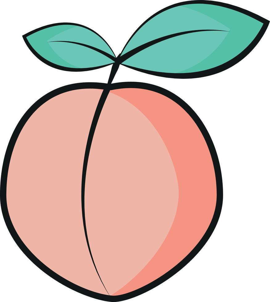 fruta dulce de albaricoque jugoso fresco vector