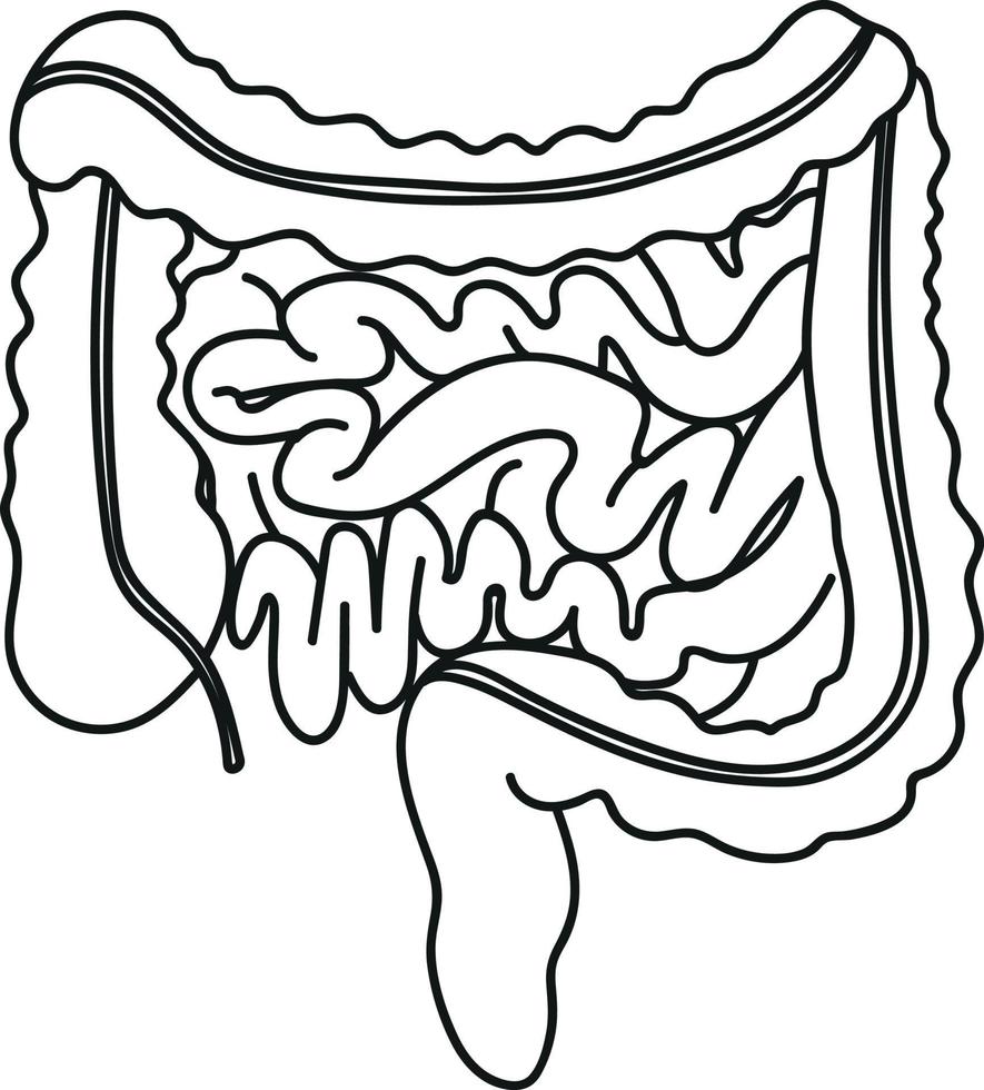 intestinos gruesos y delgados en estilo garabato órganos humanos vector