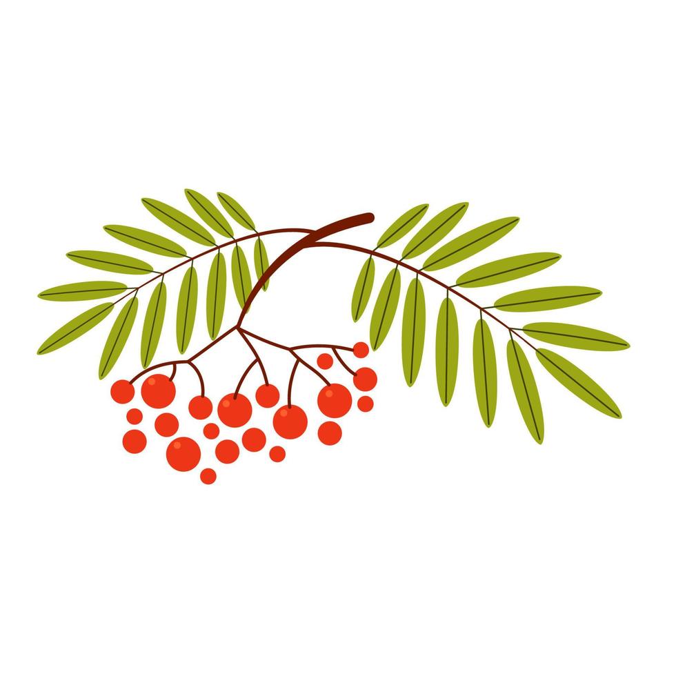 Autumn rowan branch with leaves, isolated on a white background. Vector illustration, hand drawn elements