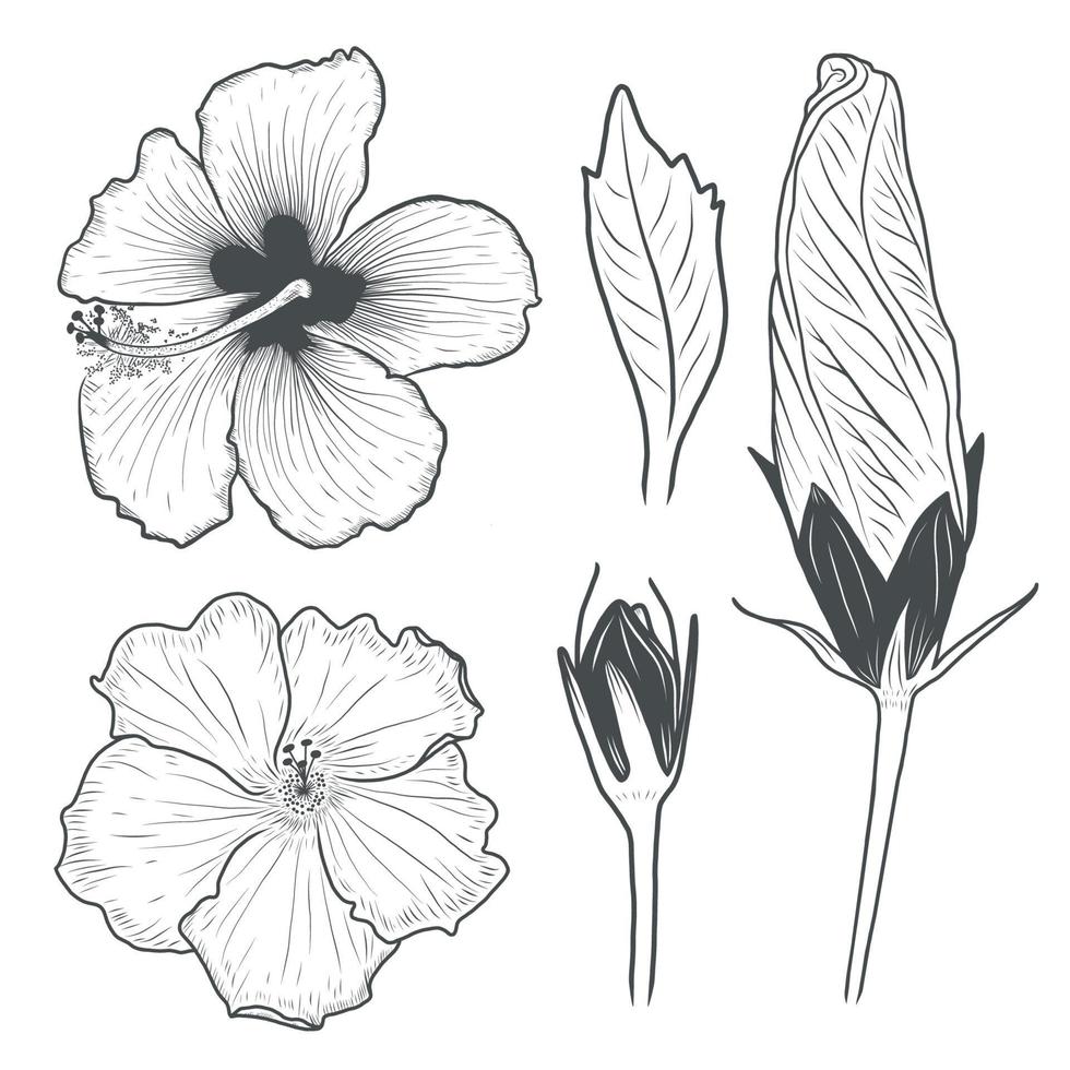 Hibiscus flowers drawing. Vector illustration